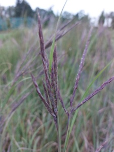 ANDGER01 12