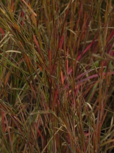 ANDSCO02 17