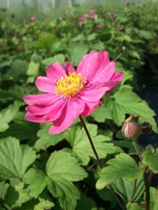 ANEHUP01 17