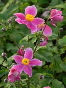 ANEHUP03 18