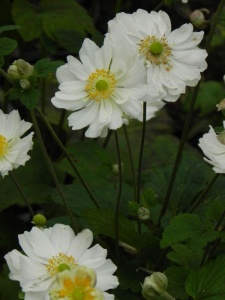 ANEJAP01 16
