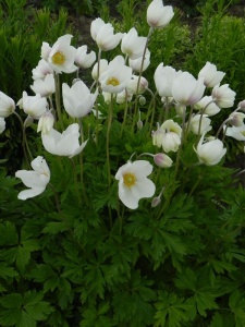 ANESYL01 11