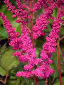 ASTCHI02 15