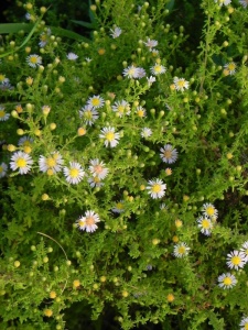 ASTERI01 14