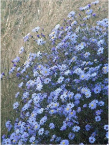 ASTTUR00 11