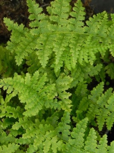 ATHFIL00 16