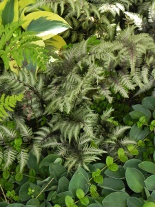ATHNIP01 14
