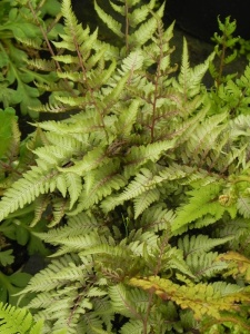 ATHNIP01 15