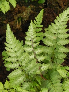 ATHNIP01 18