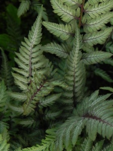 ATHNIP02 12