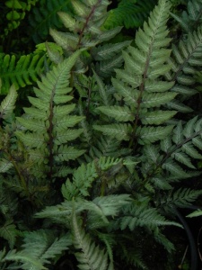 ATHNIP02 13