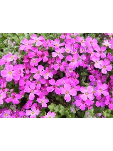 AUBCUL04 15