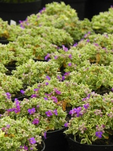 AUBGRA01 14