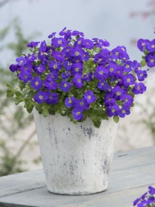 AUBGRA03 11