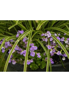 AUBGRA05 15