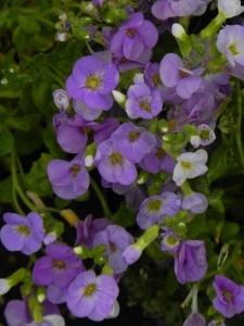 AUBGRA05 16