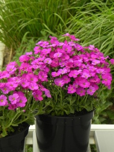 AUBGRA07 11