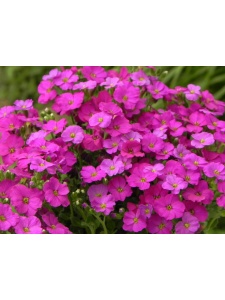 AUBGRA07 12