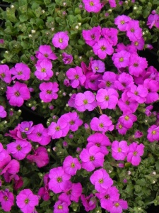 AUBGRA07 15