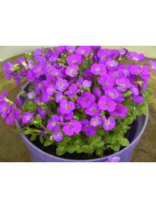 AUBGRA08 14