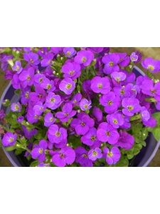 AUBGRA08 15