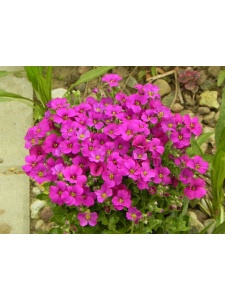 AUBGRA09 13