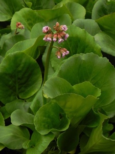 BERCOR04 12