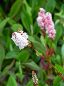 BISAFF01 13