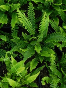 BLESPI00 11