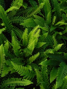 BLESPI00 14