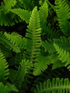 BLESPI00 15