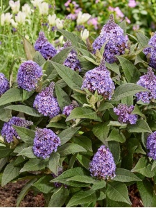 BUDDAV03 11