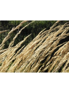 CALACU01 17