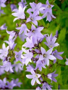 CAMLAC00 11