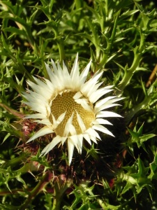 CARACA01 14