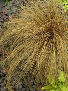 CARFLA00 15