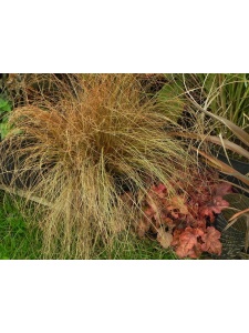 CARFLA03 13