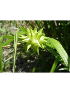CARGRA00 14