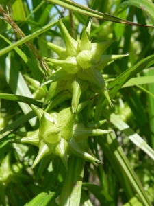 CARGRA00 15