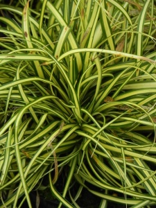 CAROSH02 11
