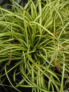 CAROSH02 12