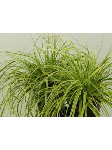 CAROSH03 12