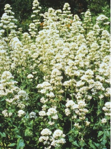 CENRUB03 11