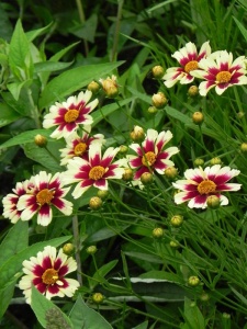CORHYB05 11