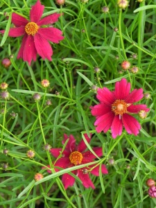 CORHYB06 11