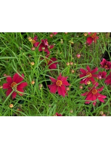 CORHYB06 12