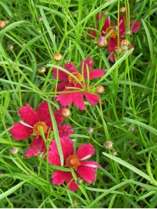 CORHYB06 13