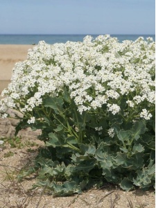 CRAMAR00 11