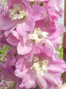 DELCUL05 16