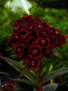 DIABAR01 11